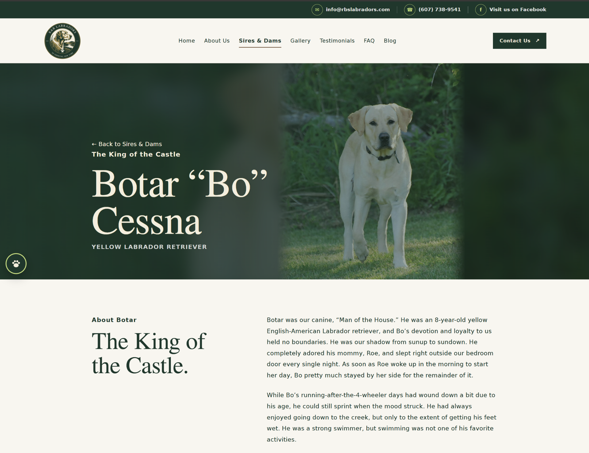 Individual R&B’s Labradors profile page for Botar Bo Cessna
